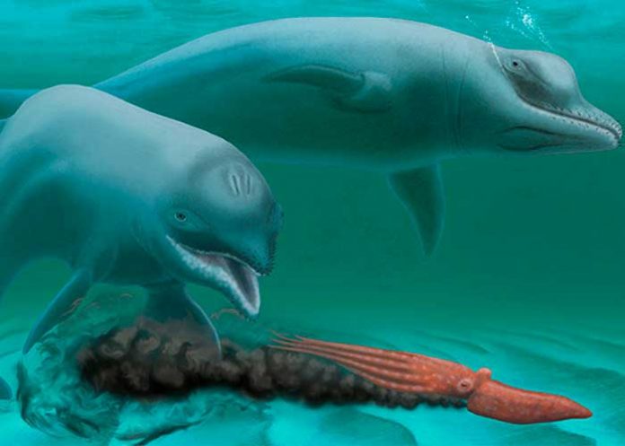 delfin_4mLdNJY