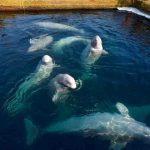 Rusia prohibirá la caza de ballenas y delfines rusia, caza, ballenas, animales,