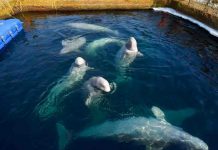 rusia, caza, ballenas, animales,