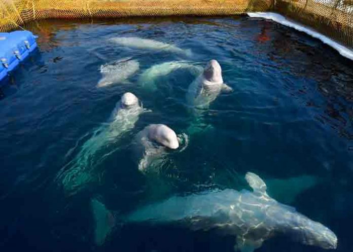 rusia, caza, ballenas, animales,