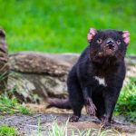 australia, demonios de tasmania, animales, preservacion,