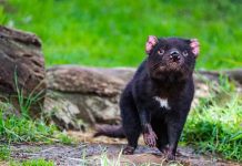 australia, demonios de tasmania, animales, preservacion,