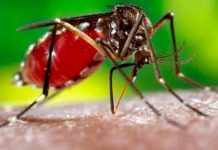 honduras, nuevos casos, dengue, enfermedades,