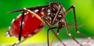 honduras, nuevos casos, dengue, enfermedades,