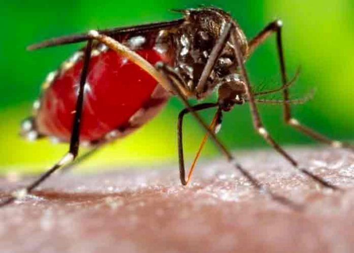 dengue-honduras honduras, nuevos casos, dengue, enfermedades,