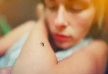 El dengue retrocede en Latinoamérica tras las cifras récord de 2019 latinoamerica, dengue, enfermedades, salud,