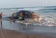 Encuentran ballena jorobada en las costas de Jiquilillo, Chinandega