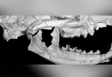 «Pequeño Anubis», el carnívoro de 34 millones de años hallado en Egipto