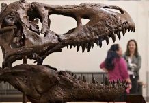 Surge nueva hipótesis sobre evolución de los dinosaurios