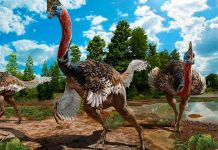 Hallan en China una nueva especie de dinosaurio