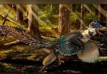 Técnica láser revela características de dinosaurio emplumado de China