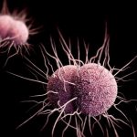 OMS alertó propagación de gonorrea resistente a antibióticos