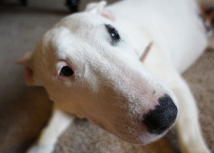 dog1
