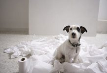 En Fotos: Perros adorables portándose mal