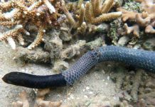 ¿Por qué se están volviendo negras las serpientes de mar?