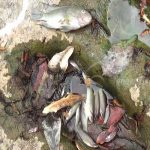 Envenenan río en Boaco y afectan fauna acuática