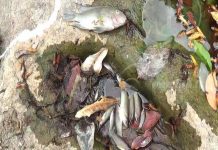 Envenenan río en Boaco y afectan fauna acuática