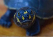 Detenido en Ecuador individuo por presunta tenencia ilegal de 16 tortugas ecuador, medio ambiente, tortugas, detencion,