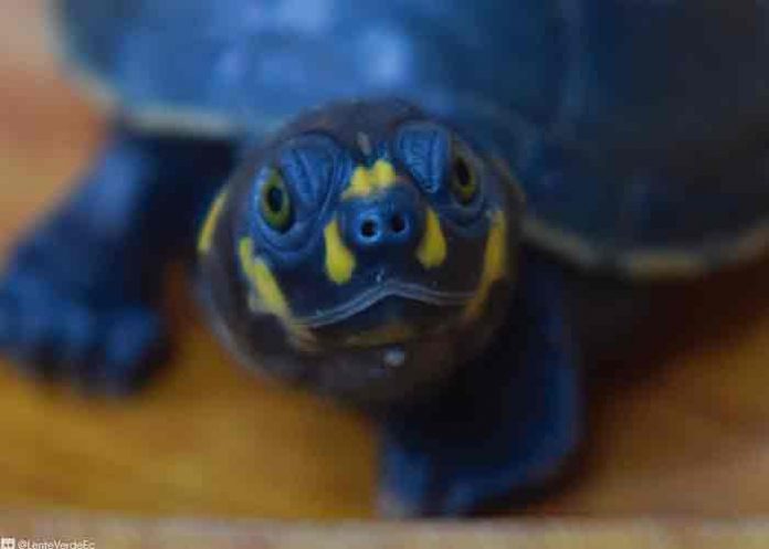 ecuador-tortugas- ecuador, medio ambiente, tortugas, detencion,