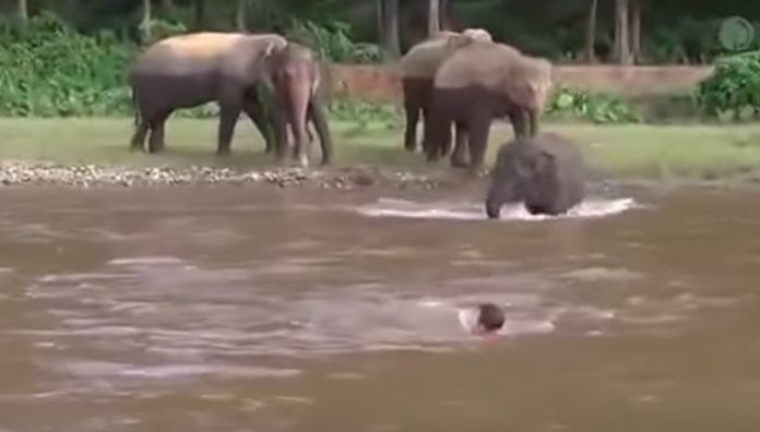 elefante-portada