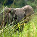 Un elefante mata a 4 personas y siembra el pánico en varias aldeas indias