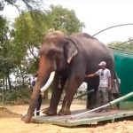 Liberan a un elefante en India tras sufrir más de 50 años de maltrato