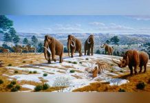Un exceso de humedad motivó las extinciones masivas de la megafauna