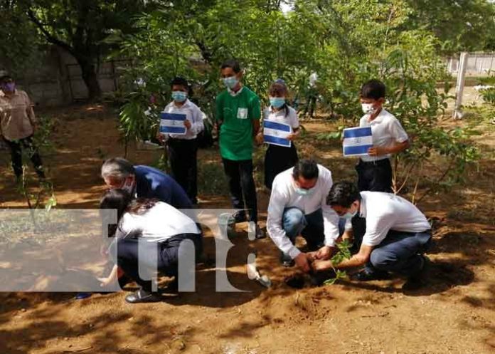 nicaragua, siembra de arboles, italia,