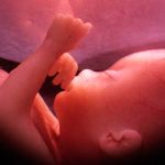 Corrigen en embriones la mutación que causa una dolencia cardiaca hereditaria