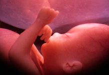 Corrigen en embriones la mutación que causa una dolencia cardiaca hereditaria
