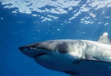 california, tiburones blancos, ciencia,