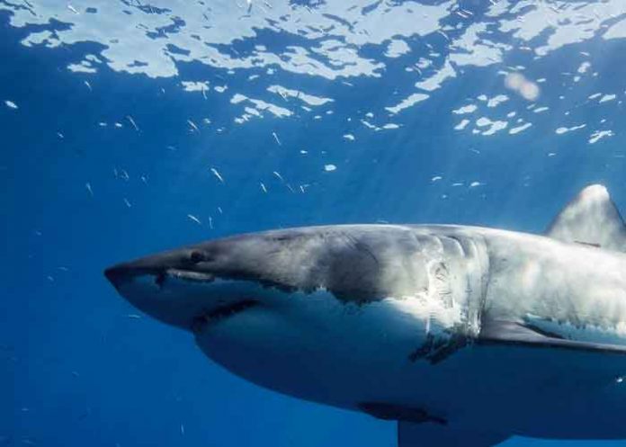 california, tiburones blancos, ciencia,