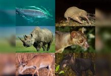 Una controvertida fórmula matemática busca frenar extinción de las especies