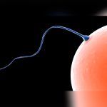 ¿Por qué un espermatozoide triunfa y los demás no?