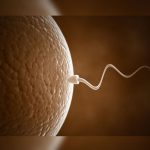 ¿Por qué un espermatozoide triunfa y los demás no?