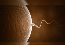 ¿Por qué un espermatozoide triunfa y los demás no?