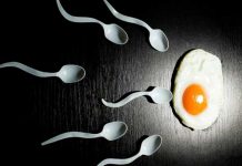 Científicos descifran cómo «navegan» los espermatozoides