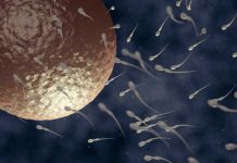 Investigación derriba mitos de la fertilidad eterna del hombre