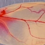 Descubren la increíble propiedad de las espinacas