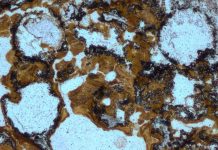 Hallan la evidencia de vida más antigua en tierra firme