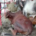 Nicaragua: Inauguran la feria EXPICA Permanente