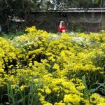 Flores de Masaya abastecen mercados de Nicaragua para este 2 de noviembre