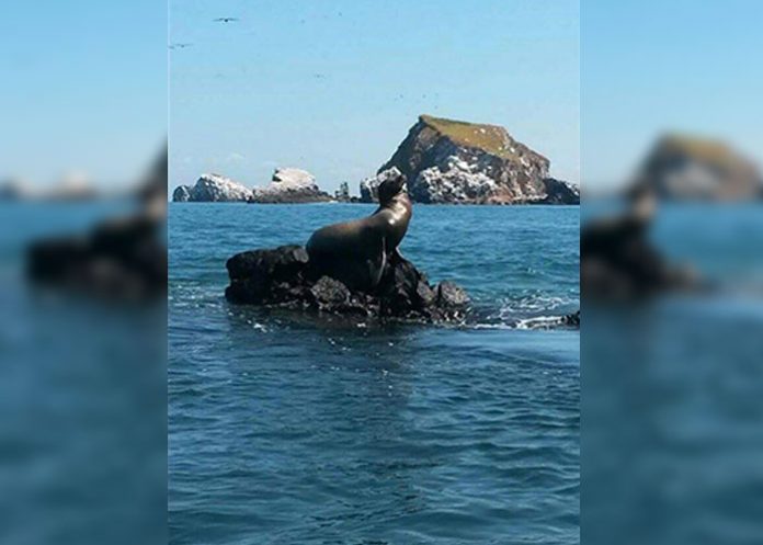 foca