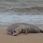 rusia, animales, focas, contaminacion,