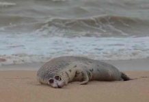 rusia, animales, focas, contaminacion,