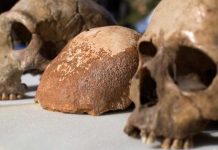 Nuevas evidencias sobre origen de Homo sapiens asestan golpe a noción de raza