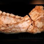 Hallados en Marruecos los restos del homo sapiens más antiguo del mundo