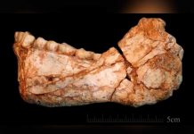 Hallados en Marruecos los restos del homo sapiens más antiguo del mundo