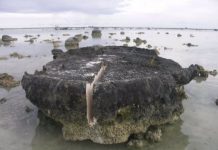 Antiguos corales revelan un terremoto a cámara lenta en Indonesia Indonesia, ciencia, descubrimiento, camara lenta,