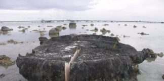 Indonesia, ciencia, descubrimiento, camara lenta,
